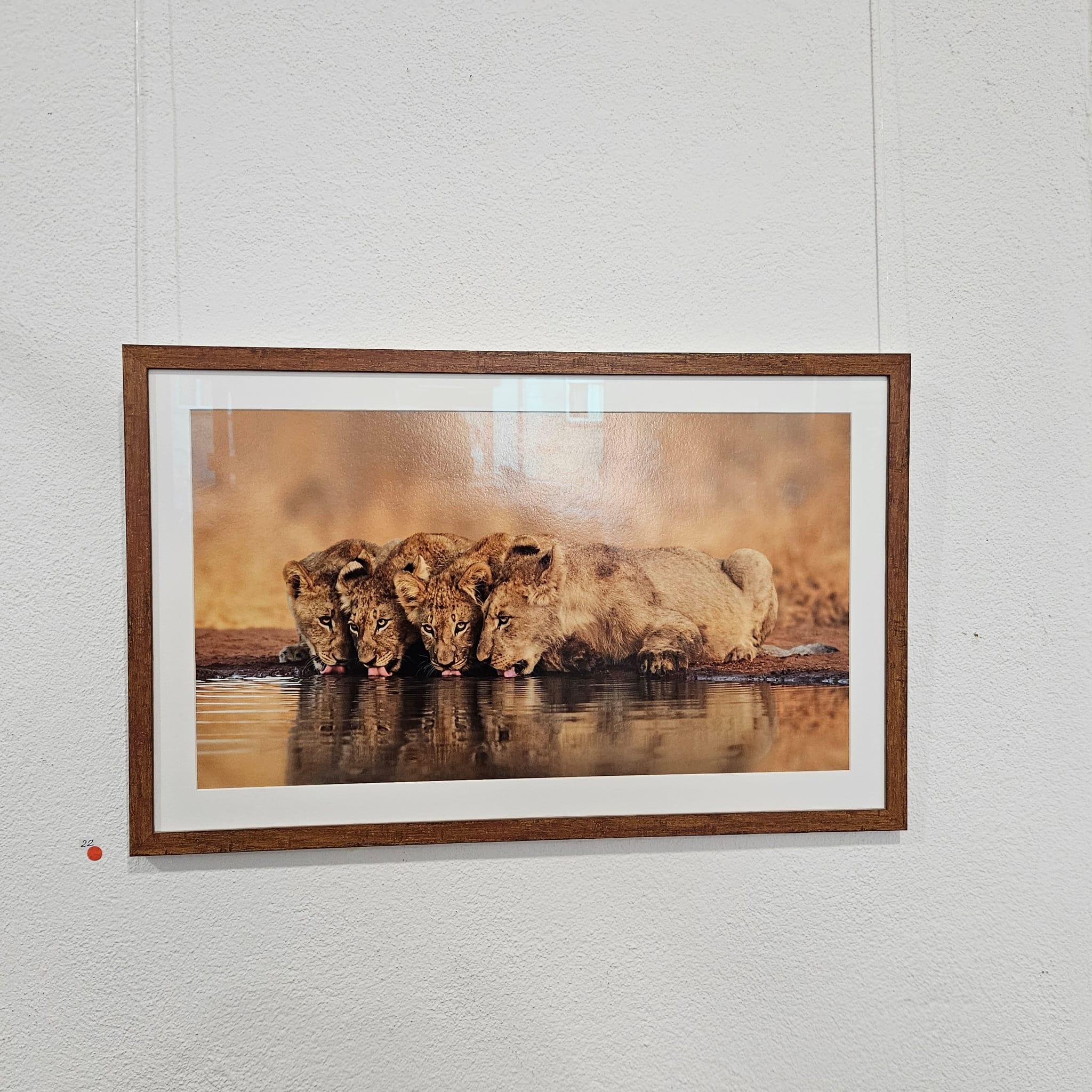Ausstellung Wilde Tierwelten - Thomas Weder - Bild 10