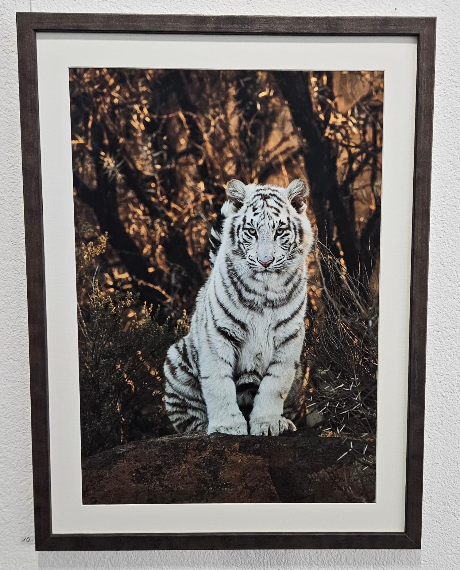 Ausstellung Wilde Tierwelten - Thomas Weder - Bild 11