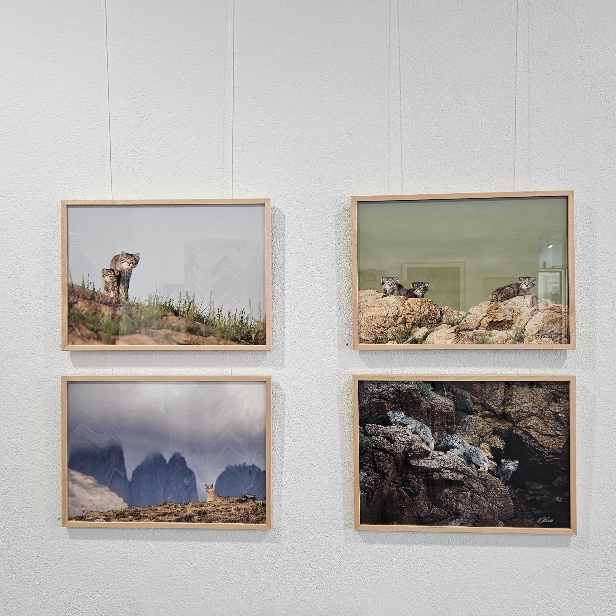 Ausstellung Wilde Tierwelten - Thomas Weder - Bild 4