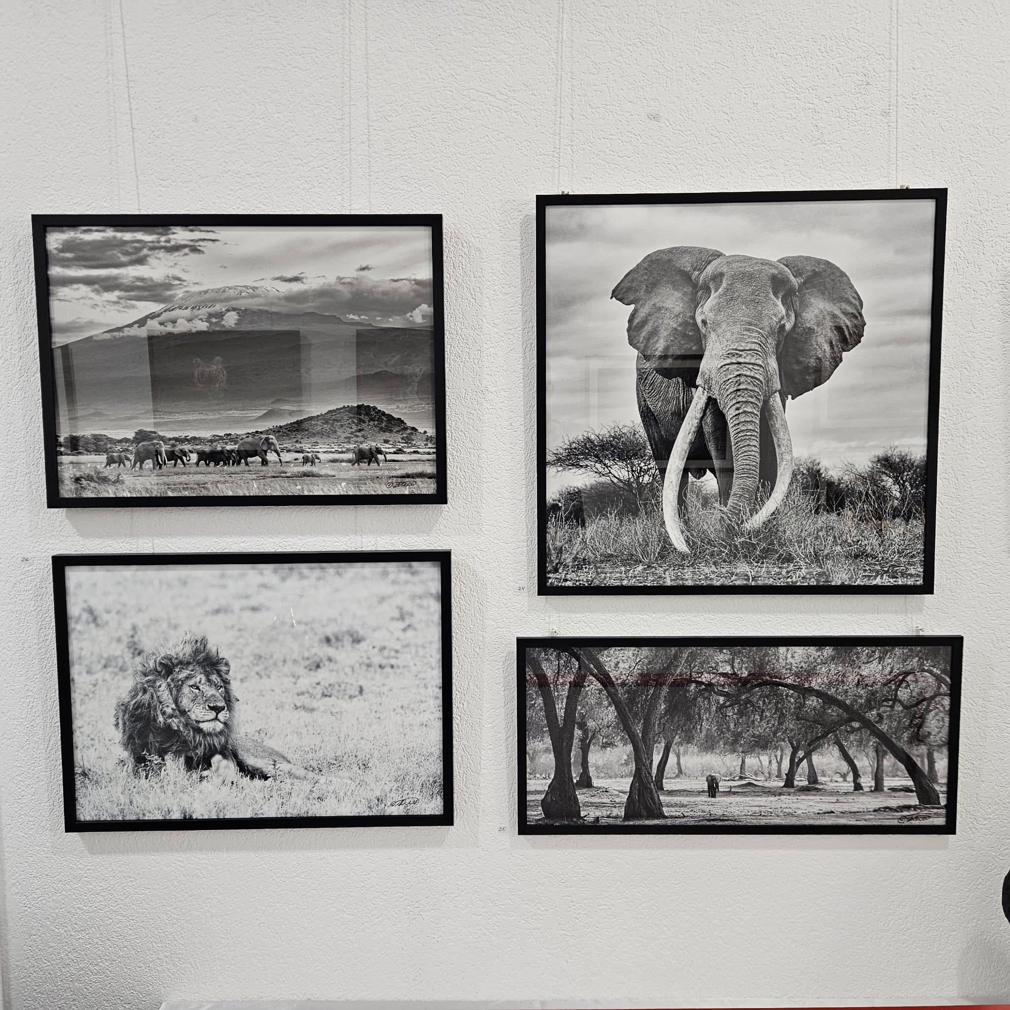 Ausstellung Wilde Tierwelten - Thomas Weder - Bild 6