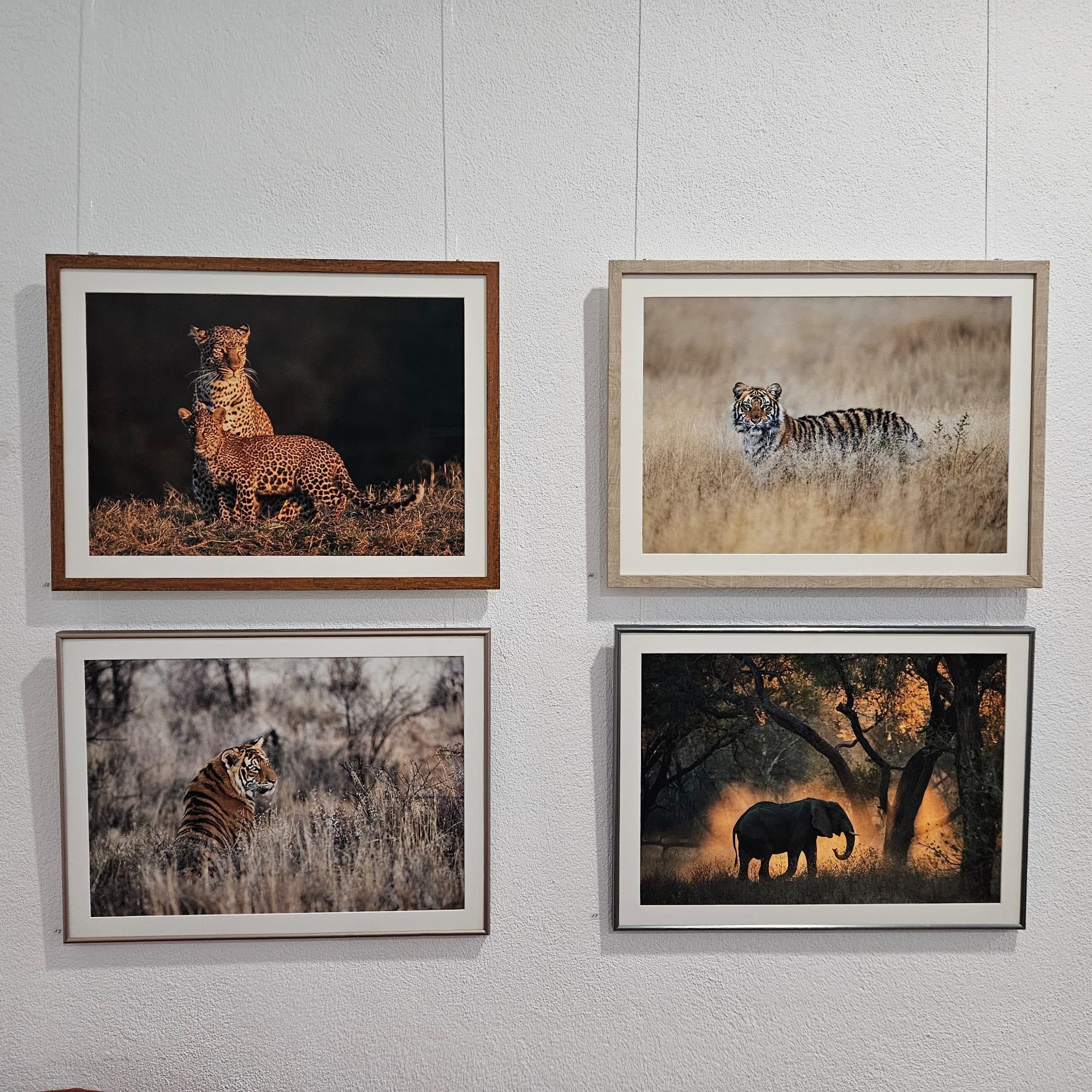 Ausstellung Wilde Tierwelten - Thomas Weder - Bild 8