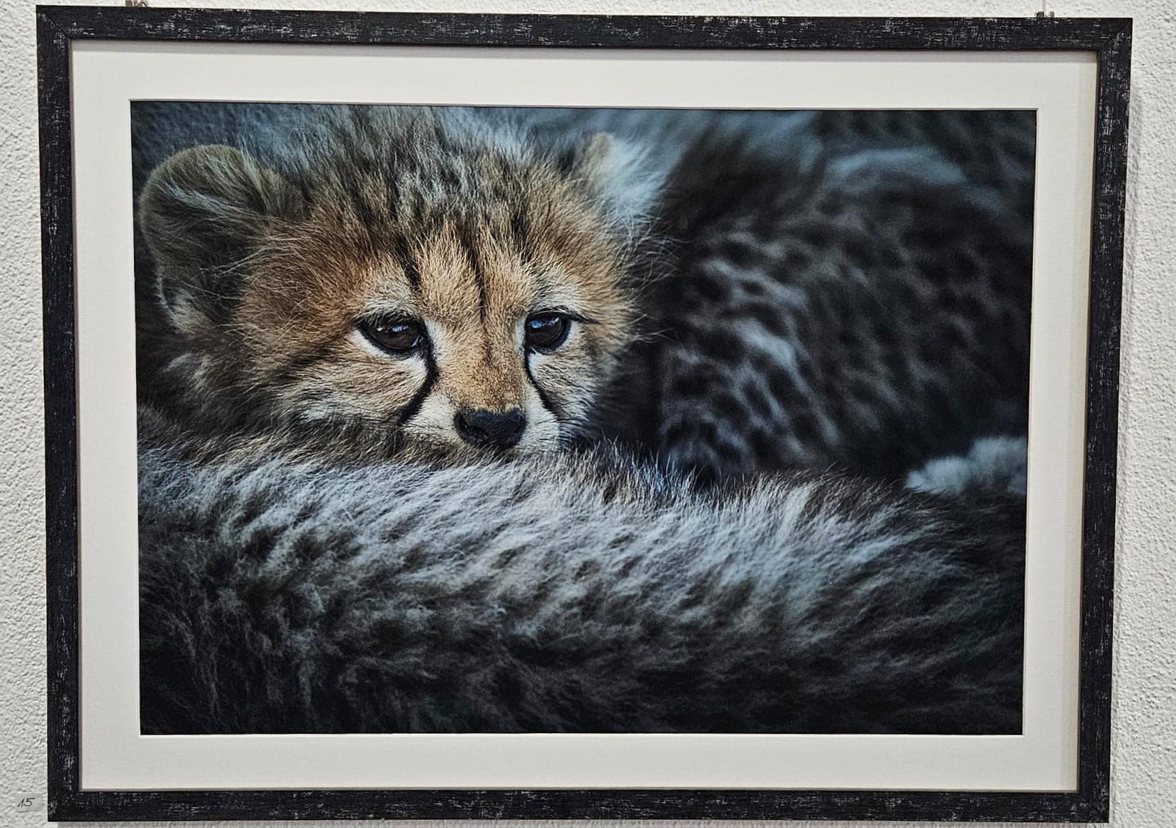 Ausstellung Wilde Tierwelten - Thomas Weder